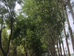 -东郊湿地公园
