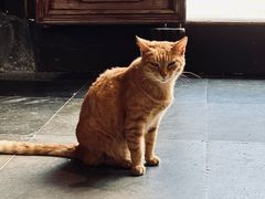 -龙华素斋(龙华路店)