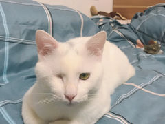 -纳吉亚猫专科动物医院(康都外科中心)
