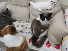 -柚子猫舍·精品猫舍购猫·猫咪认养·购宠·宠物店