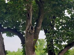 -杭州西湖柳莺里酒店·闻莺厅