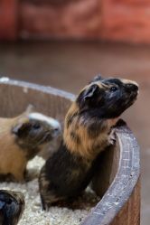 -Zoolung Zoolung动物主题公园(海信广场店)