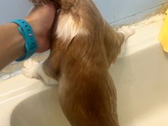 -喜猫·猫舍·洗护寄养