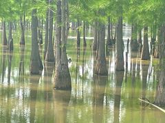 -白鹭湾湿地公园