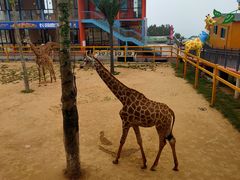 -西霞口神雕山野生动物世界