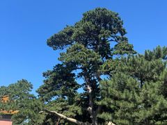 -北陵公园