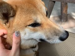 -柴犬高等学院·狗咖·柴犬售卖·宠物训练