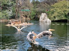 -昆明动物园