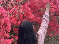 -木兰云雾山