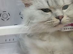 -唐小姐の私宠·宠物洗护美容·撸猫馆·购宠(周浦万达旗舰店)