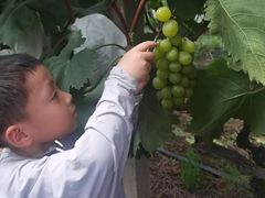 -马陆小张葡萄园农家乐