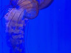 -上海海洋水族馆