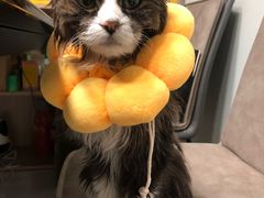 -纳吉亚猫专科动物诊疗中心(蒋宅口分院)