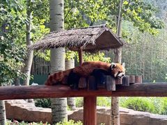 -北京野生动物园