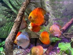 -上海海洋水族馆