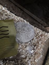 -Moni星球萌宠·小马宝莉·灵蛇·高端高阶全萌宠互动体验俱乐部(红豆国际广场店)