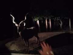 -清迈夜间动物园