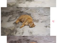 -猫里有甜