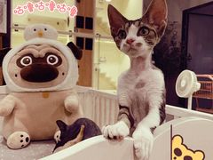-十年猫舍·猫咪专门店(普陀店)