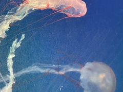 -海合安武汉极地海洋公园