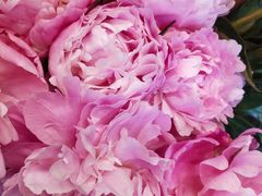 -静岸花卉园艺(三星坊店)