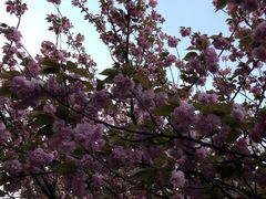 -高东镇樱花园