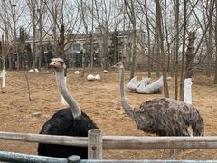 -大连森林动物园