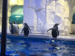 -华夏文旅海洋公园