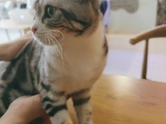 -平行世界·猫咖(首经贸店)