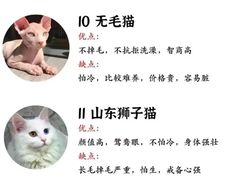-瑞鹏宠物医院犬猫全科(真大分院)