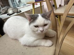 -猫咪派对(江南西店)