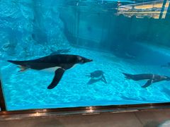 -帝企鹅自助餐厅•儿童岛•真企鹅(长隆企鹅酒店)