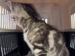 -四月宠物医院·猫专科·心脏专科·内科(转塘店)