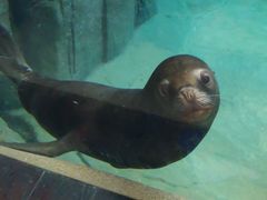 -西安曲江海洋极地公园