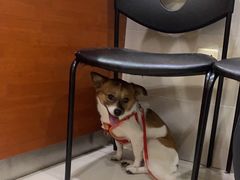 -艾贝尔宠物医院·24H转诊中心·肿瘤猫专科(江宁双龙店)