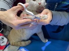 -瑞派申生动物医院·24H夜诊·国际动物医疗中心·骨外科(吴中路店)