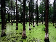 -艾溪湖湿地公园