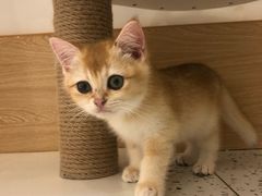 -猫域·湾主题猫咖·宠物吧(南坪城市广场店)