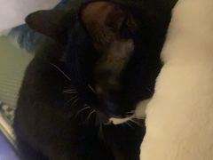-芭比堂动物医院·犬猫全科·异宠专科(雁塔分院)