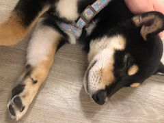 -浣熊柯尔鸭土拨鼠·电玩咖