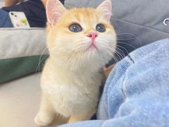 -lincat·猫舍(广州店)
