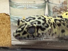 -酷以爬仙阁实体爬宠店·守宫·蜥蜴·专业繁育