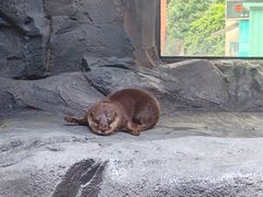 -海合安成都极地海洋公园