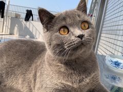 -lincat·猫舍(广州店)