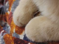 -滚猫咖啡·猫咖·猫友好撸猫(未来城店)