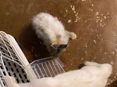 -猫猫幼稚园·撸猫·桌游·电玩