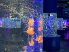 -重庆欢乐海底世界
