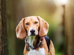 -楼外楼大刀肉传统火锅居(幸福街店)