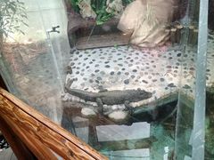 -上海大自然野生昆虫馆(东方明珠·爬宠昆虫探索中心)