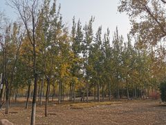 -滨河世纪广场公园